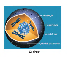 çekirdek