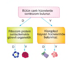 şablon