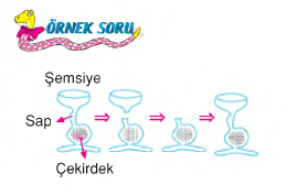 şekil